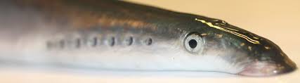 Image result for Lampetra fluviatilis