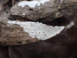 Attēlu rezultāti vaicājumam “Diderma effusum macro”