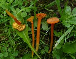 Attēlu rezultāti vaicājumam “Hygrocybe cantharellus”