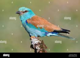 Attēlu rezultāti vaicājumam “Coracias garrulus adult”