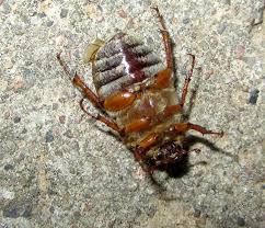 Attēlu rezultāti vaicājumam “Amphimallon solstitiale imago”