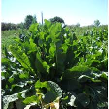 Attēlu rezultāti vaicājumam “Armoracia rusticana bud”