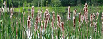 Image result for Rohrkolben