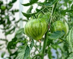 Afbeeldingsresultaat voor CDB tomato