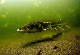 Image result for Acipenser medirostris