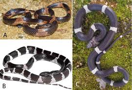 Attēlu rezultāti vaicājumam “Lycogala asperum”