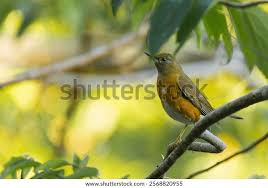 Image result for Turdus obscurus