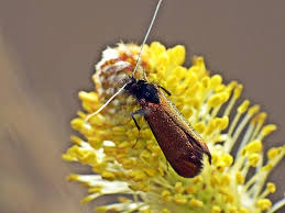 Attēlu rezultāti vaicājumam “Adela cuprella”