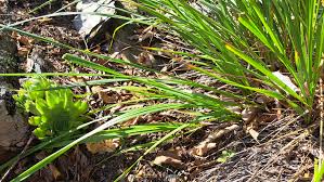 Attēlu rezultāti vaicājumam “Calamagrostis arundinacea leaf”