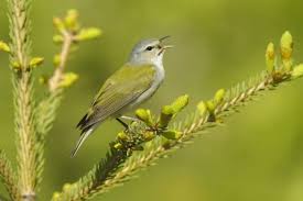 Image result for Vermivora peregrina