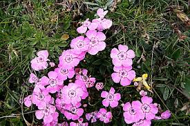 Image result for Steinnelke