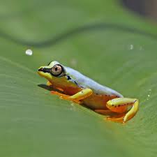 Attēlu rezultāti vaicājumam “Leiocolea collaris”