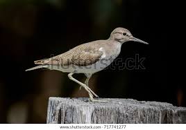 Attēlu rezultāti vaicājumam “Actitis hypoleucos adult”