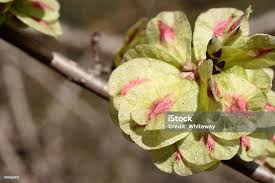 Attēlu rezultāti vaicājumam “Ulmus glabra fruit”