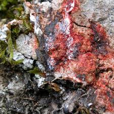 Attēlu rezultāti vaicājumam “Pertusaria coccodes”