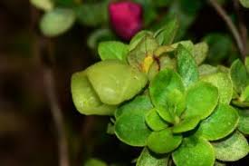 Attēlu rezultāti vaicājumam “Exobasidiales”