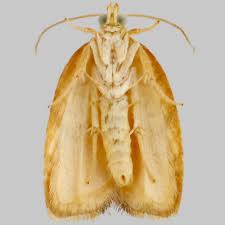 Attēlu rezultāti vaicājumam “Acleris forsskaleana”