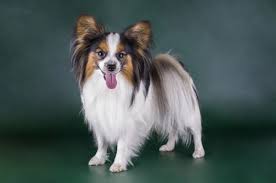 Image result for papillon