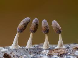 Attēlu rezultāti vaicājumam “Diderma hemisphaericum plasmodium”