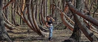 Image result for лес,