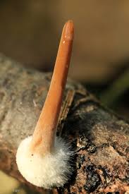 Attēlu rezultāti vaicājumam “Macrotyphula fistulosa”