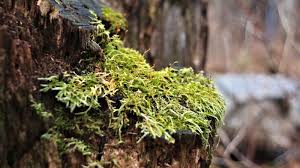 Attēlu rezultāti vaicājumam “Callicladium haldanianum”