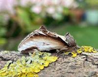 Attēlu rezultāti vaicājumam “Pheosia gnoma male”