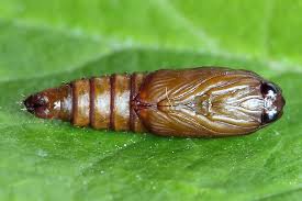 Attēlu rezultāti vaicājumam “Eudemis porphyrana”