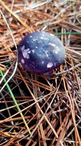 Attēlu rezultāti vaicājumam “Physarum alexandrowiczii”