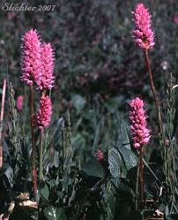 Attēlu rezultāti vaicājumam “Bistorta major flower”