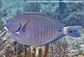 Image result for Acanthurus chirurgus