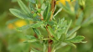 Attēlu rezultāti vaicājumam “Pentaphylloides fruticosa leaf”