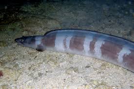Image result for Conger conger