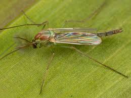 Attēlu rezultāti vaicājumam “Chironomidae”
