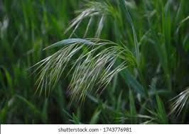 Attēlu rezultāti vaicājumam “Anisantha tectorum”