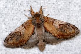 Attēlu rezultāti vaicājumam “Notodonta ziczac”