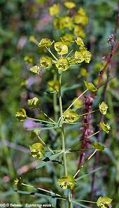 Attēlu rezultāti vaicājumam “Euphorbia virgata leaf”