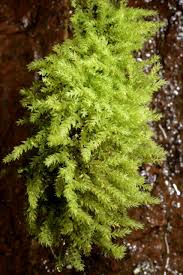 Attēlu rezultāti vaicājumam “Pohlia proligera”