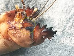 Attēlu rezultāti vaicājumam “Gryllotalpa gryllotalpa”