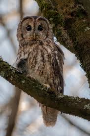 Image result for Strix aluco