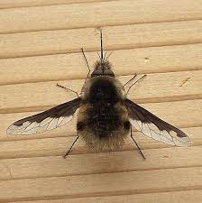 Attēlu rezultāti vaicājumam “Bombyliidae”