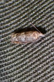 Attēlu rezultāti vaicājumam “Epinotia trigonella”