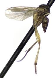 Attēlu rezultāti vaicājumam “Phronia sp.”