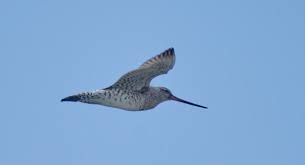 Attēlu rezultāti vaicājumam “Limosa lapponica adult”