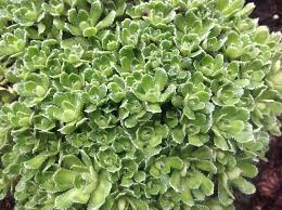 Image result for Steinbrech