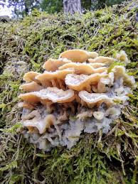 Attēlu rezultāti vaicājumam “Phlebia tremellosa”