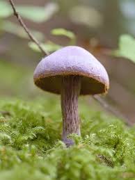 Attēlu rezultāti vaicājumam “Cortinarius traganus”