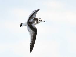 Attēlu rezultāti vaicājumam “Larus minutus adult”
