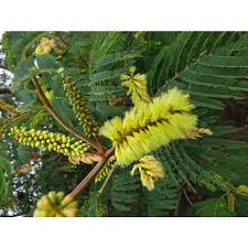 Attēlu rezultāti vaicājumam “Lophozia ascendens”