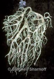 Attēlu rezultāti vaicājumam “Evernia mesomorpha”